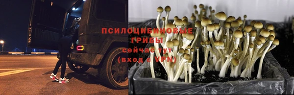 хмурый Алзамай